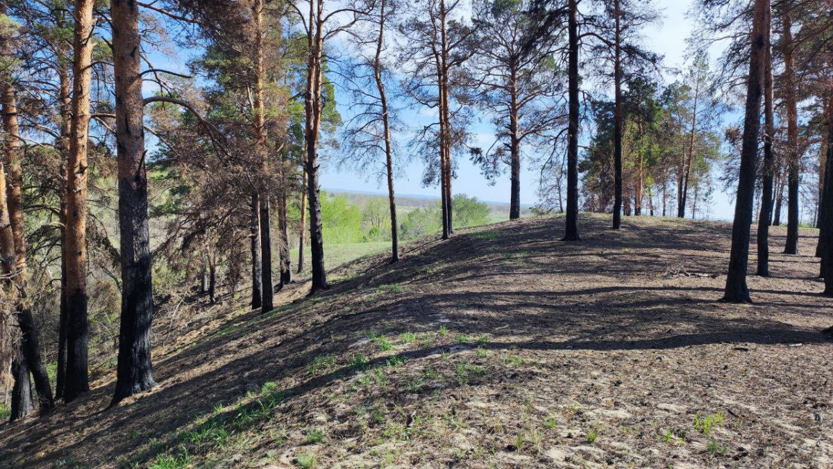 Альбина Халел