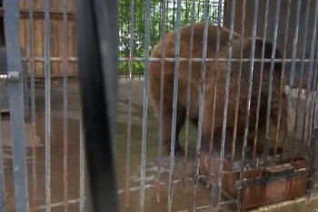 Эвакуированные животные вернулись в зоопарк Уральска