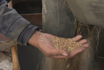 Затопило склады с семенами и поля: посевы пшеницы сократят в Костанайской области