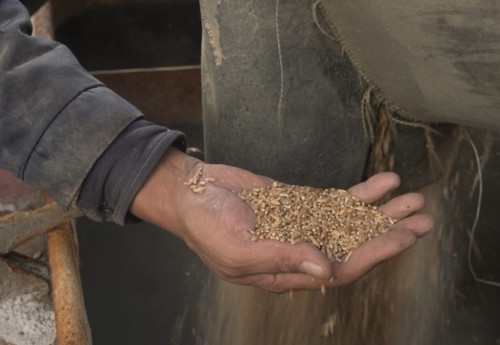 Фотография к новости: Затопило склады с семенами и поля: посевы пшеницы сократят в Костанайской области