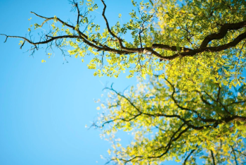 Фотография к новости: Берёза, клён и тополь - что еще вызывает аллергию весной?