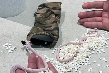 Фотография к новости: Змей в штанах у пассажира обнаружили  в аэропорту Майами