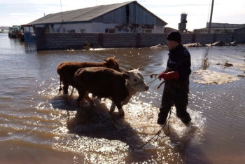 Сотни миллионов тенге компенсации выплатили владельцам погибшего скота в Актюбинской области