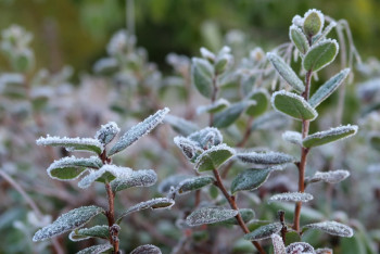 Заморозки ожидаются в некоторых регионах Казахстана