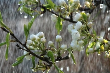 Грозы, дожди и сильный ветер ожидаются в Казахстане