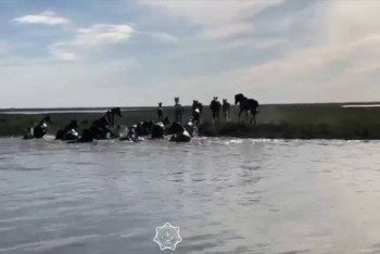 Фотография к новости: Табун тонущих в реке лошадей спасли в Атырауской области