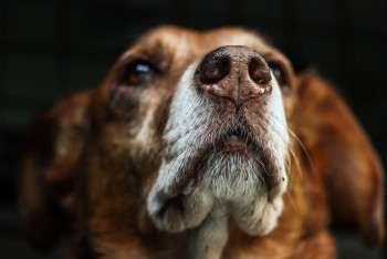 Житель Конаева "выгуливал" собаку, привязав её к машине