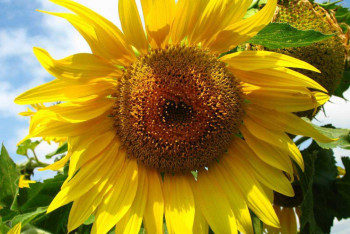 Площади масличных культур будут увеличены на 373 тыс га — Минсельхоз