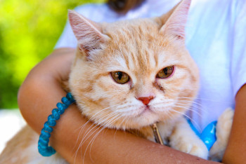 Бесплатно стерилизовать домашних животных можно в Алматы