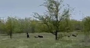Ребенок едва отбился от стаи бродячих собак в Уральске