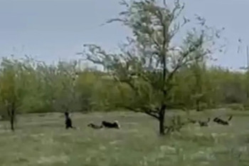 Ребенок едва отбился от стаи бродячих собак в Уральске