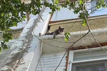 Котёнка, просидевшего три дня на плите перекрытия, спасли в Актау
