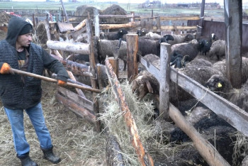 Фотография к новости: Негде пасти скот: как в Костанайской области борются с нехваткой пастбищных земель