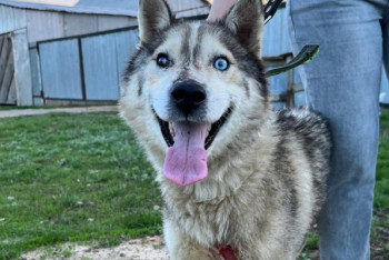 Спасённый из уличного туалета раненый хаски обрёл новую семью в Актобе