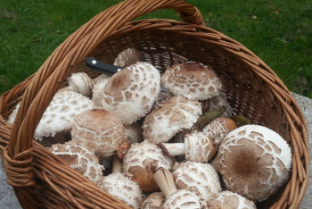 Потерявшуюся в горах пенсионерку отыскали спасатели в Жамбылской области