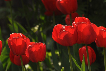 "Наш труд вообще не ценят": алматинцы ради селфи топчут цветочные клумбы