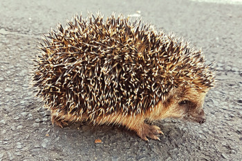 Фотография к новости: Играли в футбол ёжиком: живодёров разыскали в Актобе