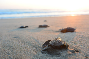 Фотография к новости: Ночные купания запретили на пляжах Турции
