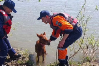 Фотография к новости: Трём застрявшим на островке жеребятам пришли на помощь спасатели в ВКО