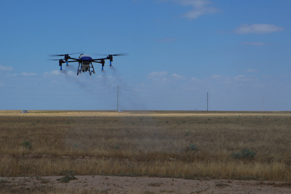 Земли в Туркестанской области обработали от самой опасной саранчи