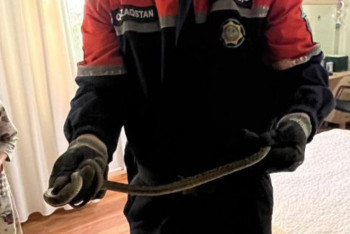 Фотография к новости: Змея заползла в квартиру к жителям города Абай