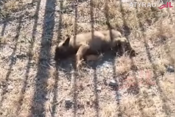 Фотография к новости: Мужчина жестоко расправился с щенком на глазах у детей в Атырау