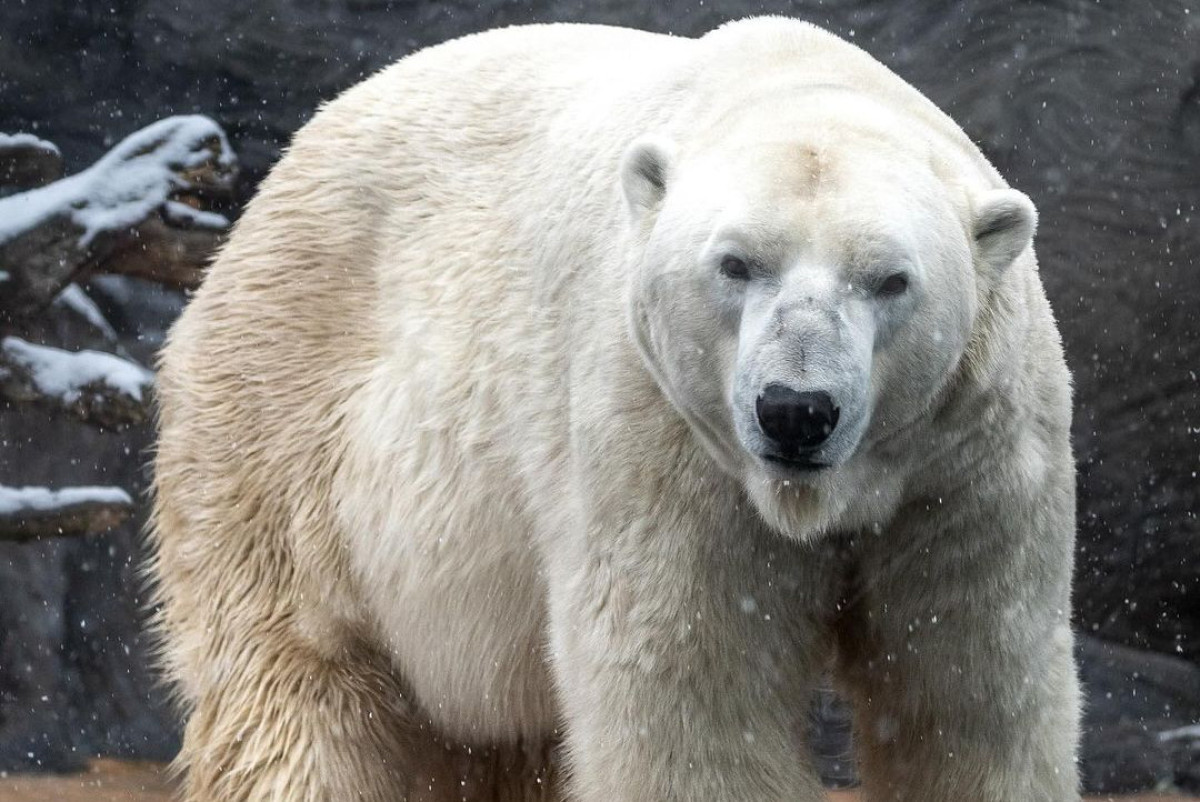 instagram.com/zoopraha