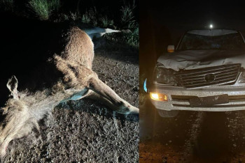 Лось погиб от столкновения с Lexus в Абайской области