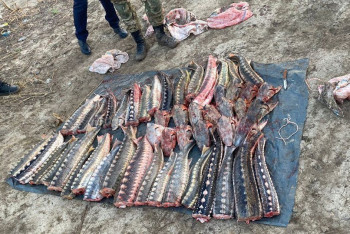 Инспекторов рыбоохраны подозреваются в браконьерстве в Атырау