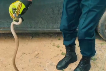 Змеи в авто напугали жителей Кызылординской области