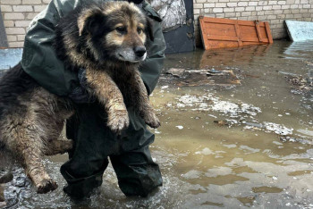 В МЧС поделились трогательным видео спасения собак в Атырауской области
