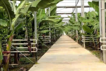 Фотография к новости: Первый урожай бананов в Туркестанской области: где можно будет купить фрукты