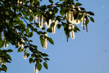 Чем опасен тополиный пух и как от него защититься