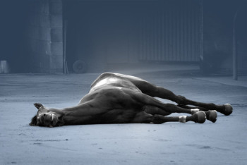 Почему случился падёж скота и как минсельхоз нашёл виноватых