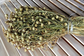 До семи лет тюрьмы может грозить казахстанцам за вывоз адыраспана на территорию России