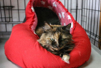 Фотография к новости: Владелец 29-летней кошки раскрыл секрет ее долголетия