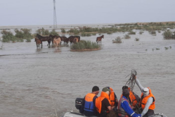 Фотография к новости: Более 300 лошадей спасли от паводка в Атырауской области