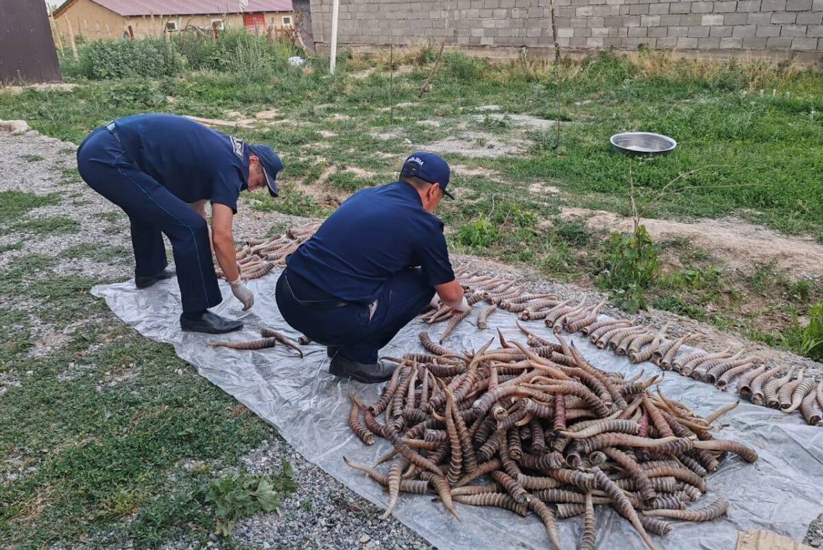 Рога сайги на 1,2 млрд тенге обнаружили у жителя области Жетысу