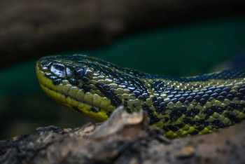 Пятиметровый питон проглотил жительницу Индонезии