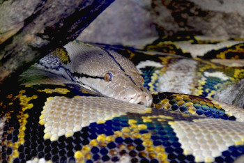 Гигантский питон съел женщину в Индонезии