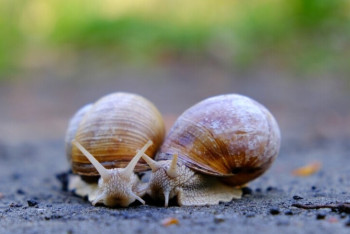 Фотография к новости: Улитки "вмешались" в выборы в Бельгии