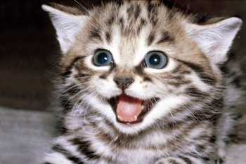 В Астане пожарные откачали угоревшего домашнего котёнка