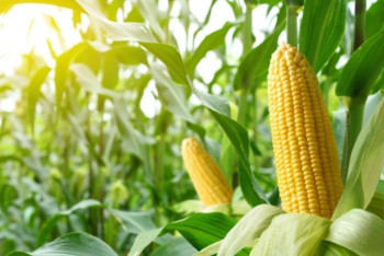 Фотография к новости: На границе Казахстана с Китаем предлагают построить завод по переработке кукурузы