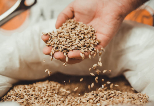 Фотография к новости: Карагандинские фермеры заявили о проблемах с семенами пшеницы