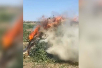 Более двух тонн конопли уничтожили за неделю в Шуской долине