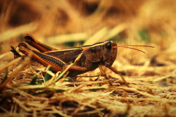 Фотография к новости: Я не предлагал ее кушать - Жумангарин о халяльности саранчи