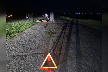 Стадо овец попало под колеса на трассе в СКО