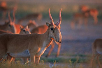 Возможность страховать посевы от сайгаков и саранчи рассмотрят в Казахстане