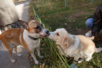 Фотография к новости: Правила содержания и выгула домашних животных изменят в Астане