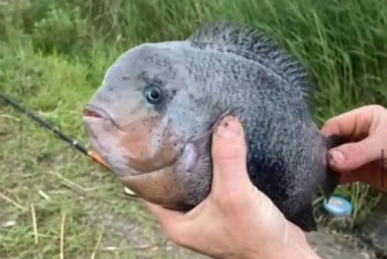 Фотография к новости: Экзотическую рыбину выловили в Тоболе